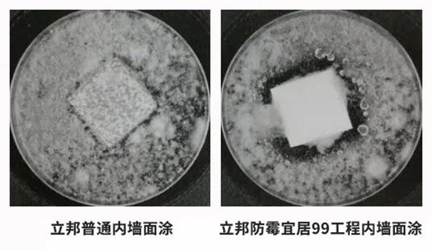 立邦防霉宜居99工程內(nèi)墻面涂滿足28天耐霉菌性0級的標(biāo)準(zhǔn).jpg